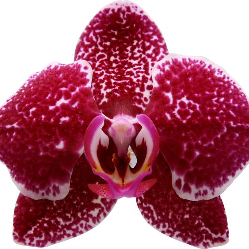 Phal.2-R Education T12 H055