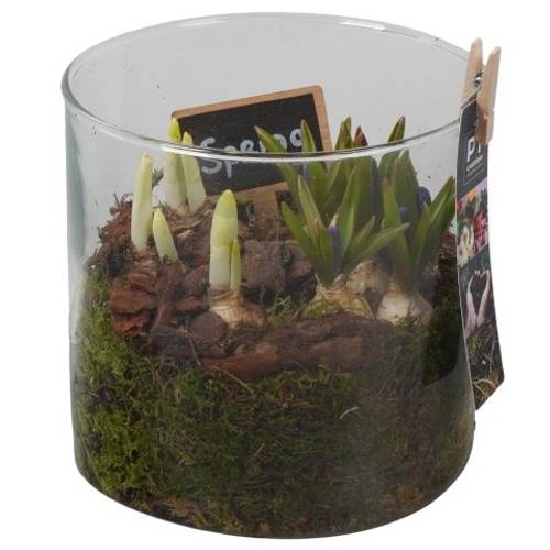 Zwiebel.Arr mix PTBM3950 T15 H020