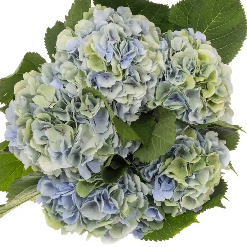 Hortensie hell blau/grün Verena Bol 18-20cm 60cm