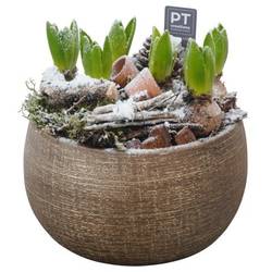 Hyac.Arr PTWH4069 weisse Bl. Winter T23 H023