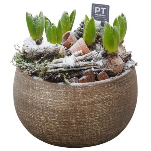 Hyac.Arr PTWH4069 weisse Bl. Winter T23 H023