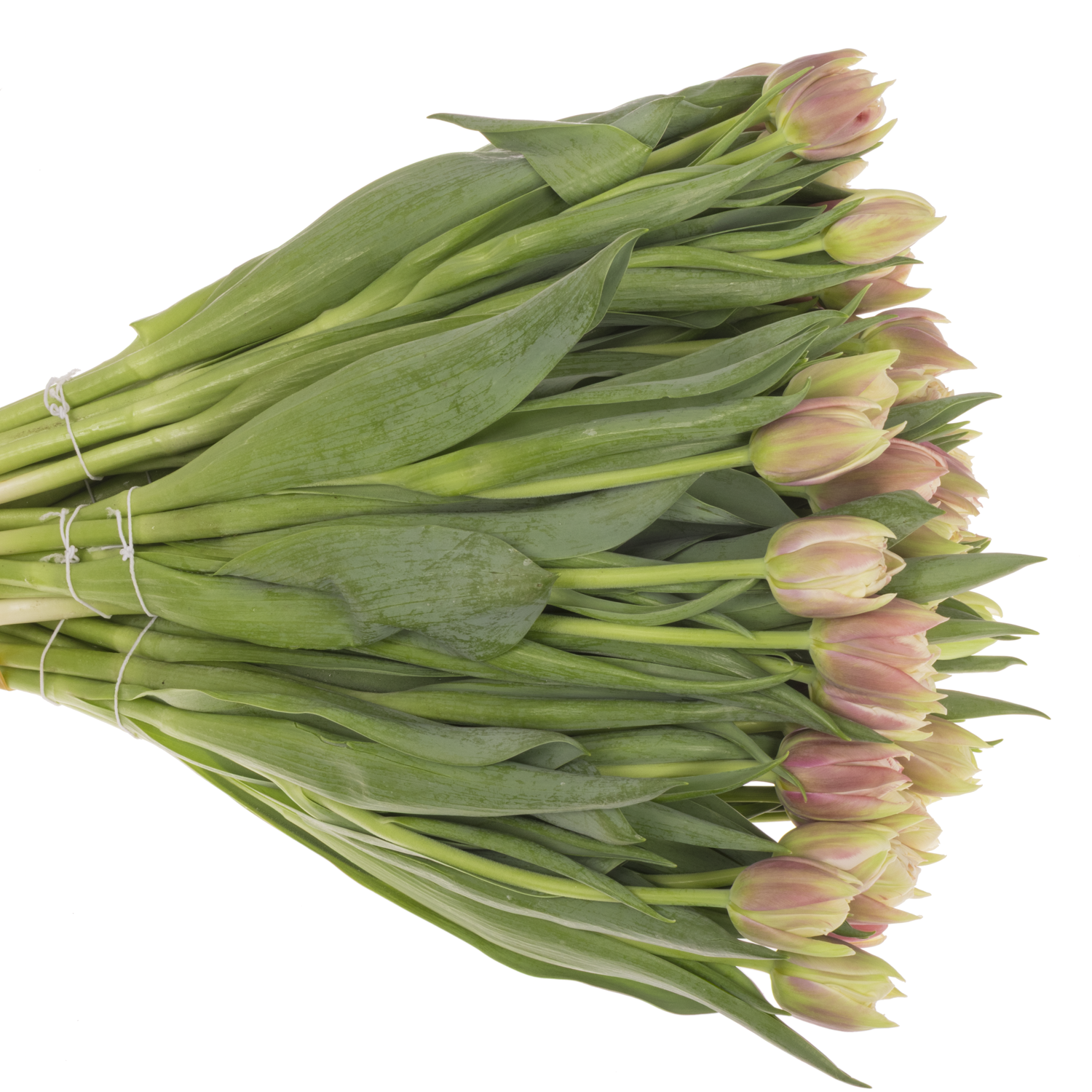 Tulpe rosa/creme doppel Innocence 28 Gramm