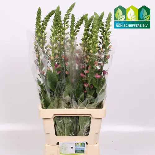 Digitalis rosa Camelot Rose 85cm