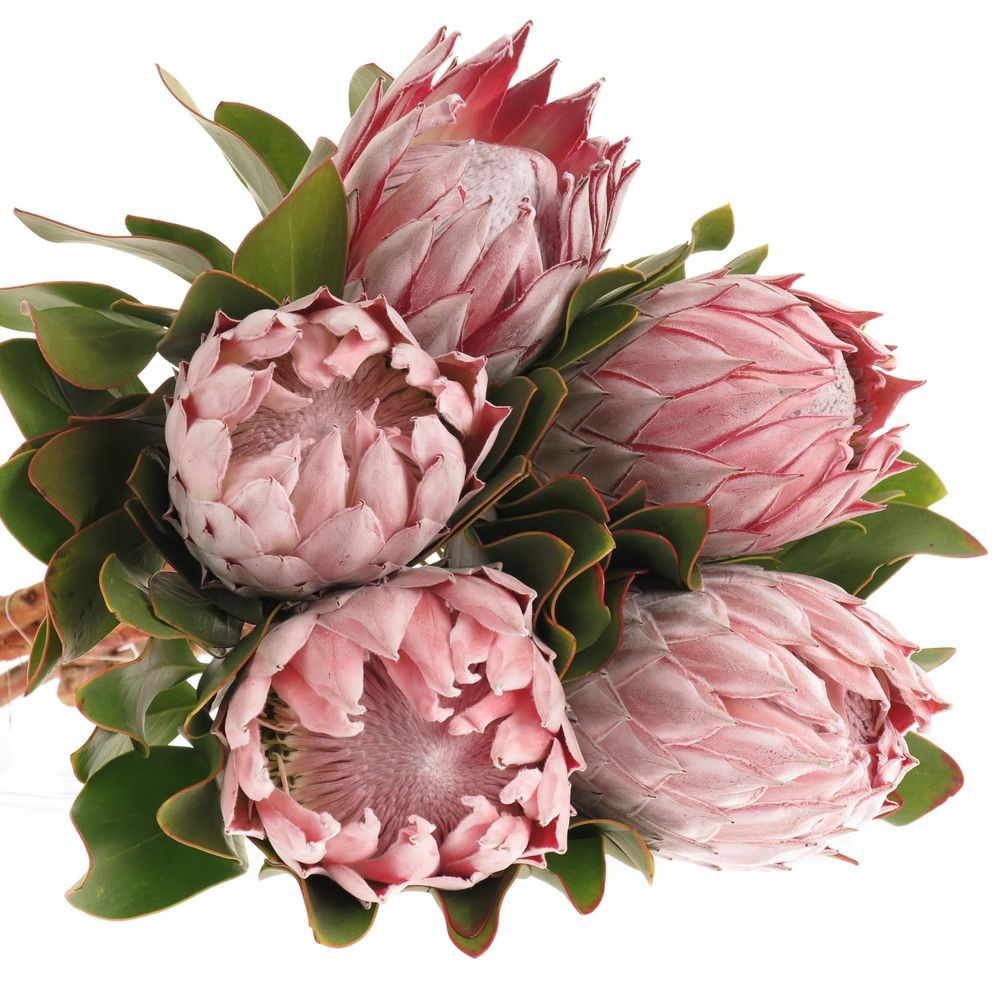 Protea rosa King 60cm