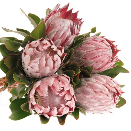 Protea rosa King 60cm