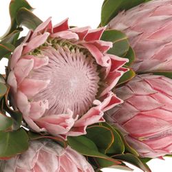 Protea rosa King 60cm