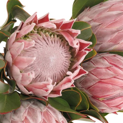 Protea rosa King 60cm