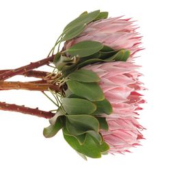 Protea rosa King 60cm