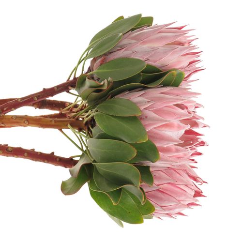 Protea rosa King 60cm
