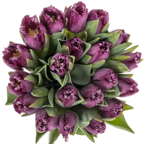 Tulpe dunkel lila San Clemente 45 Gramm