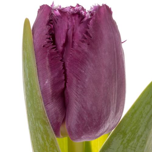 Tulpe dunkel lila San Clemente 45 Gramm