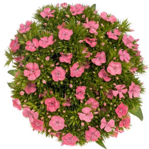 Bartnelke rosa Beauty 50cm
