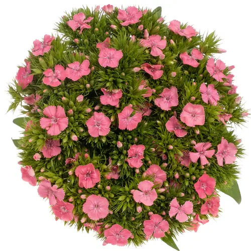 Bartnelke rosa Beauty 50cm