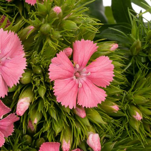 Bartnelke rosa Beauty 50cm