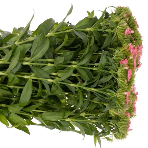 Bartnelke rosa Beauty 50cm