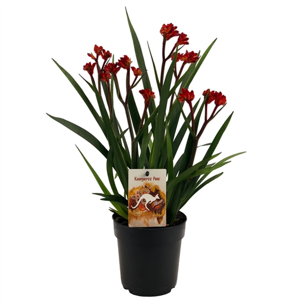 Anigozanthos rot T12 H40