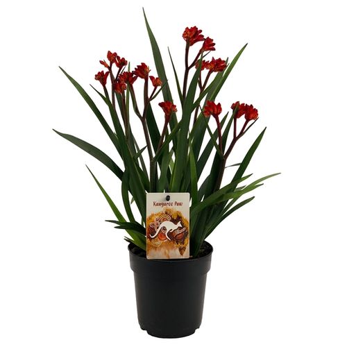 Anigozanthos rot T12 H40