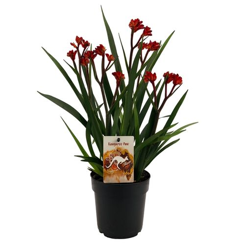 Anigozanthos rot T12 H40