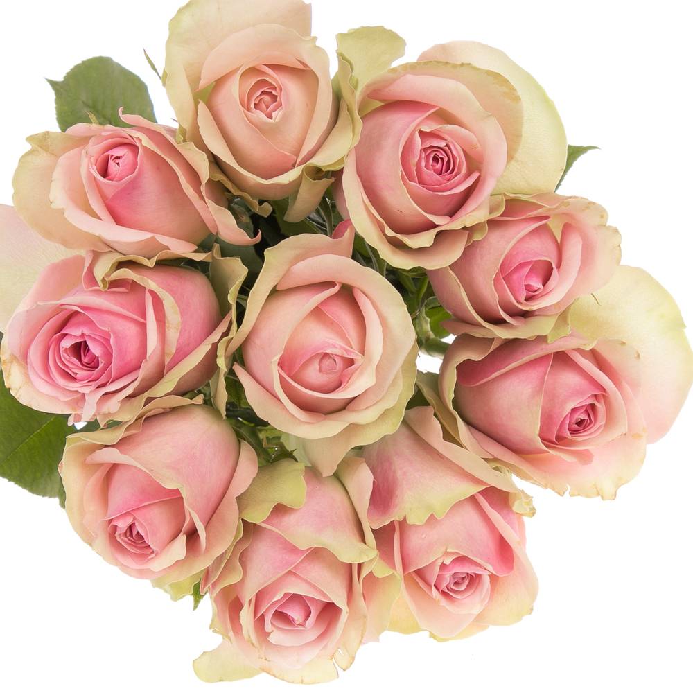 Rose rosa Belle Rose 50cm