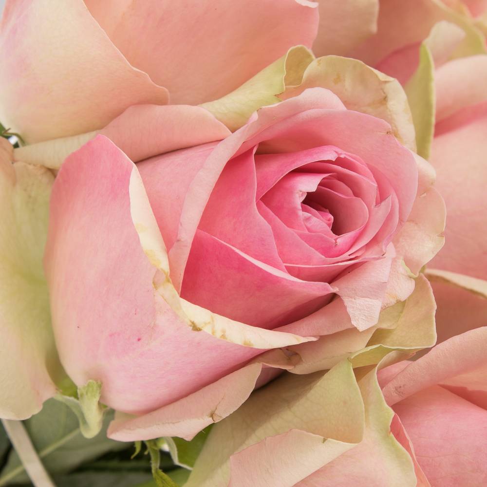Rose rosa Belle Rose 50cm