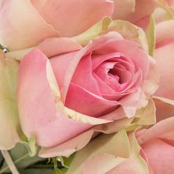 Rose rosa Belle Rose 50cm
