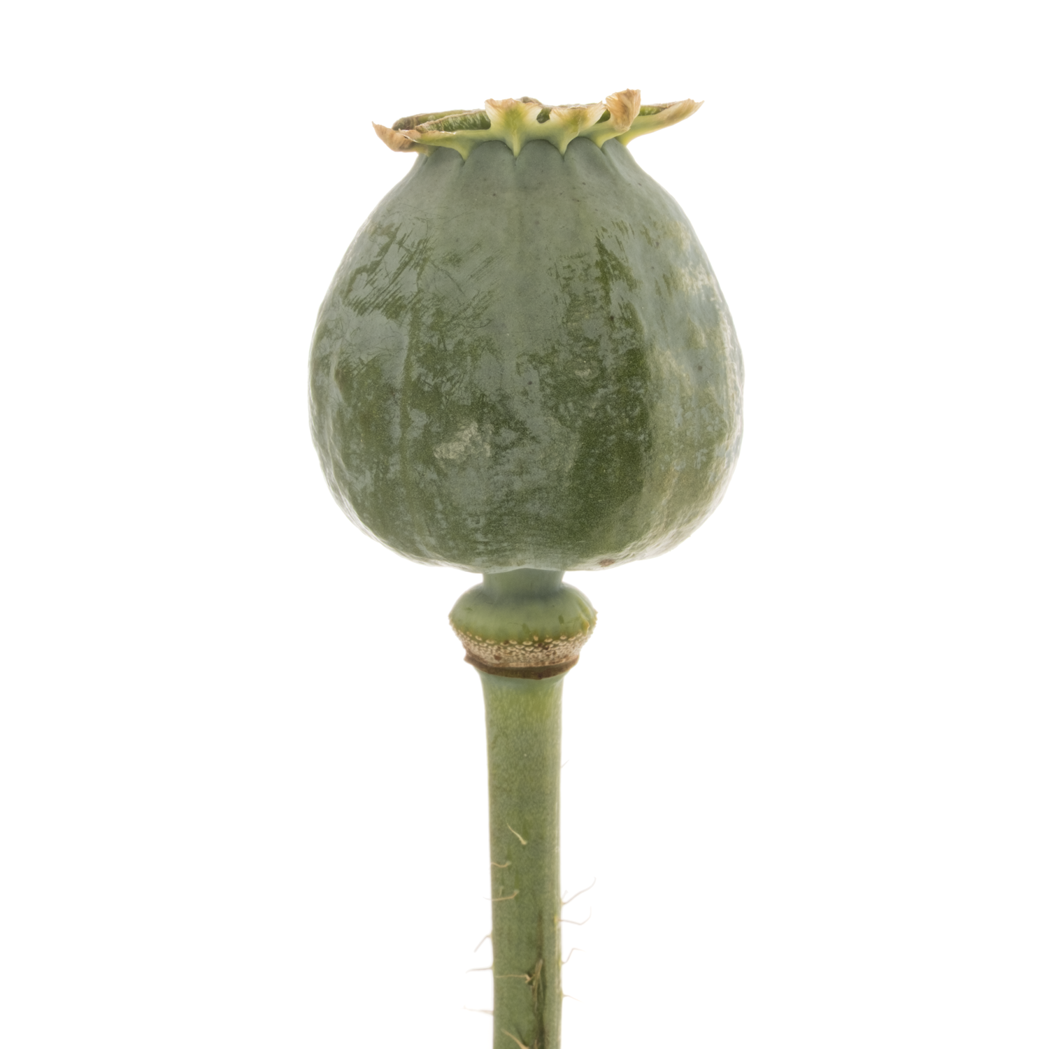 Mohn Papaver hell grün mittel 80cm