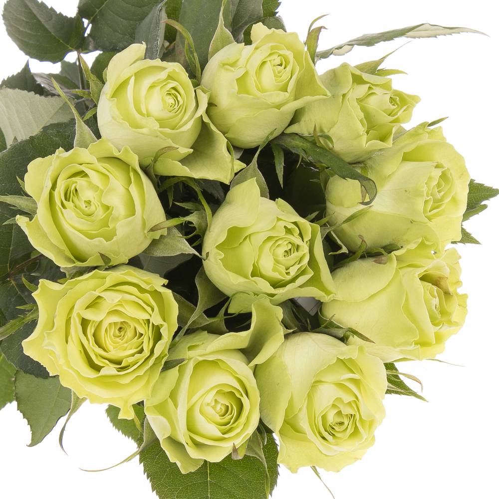 Rose grün Camouflage 60cm 