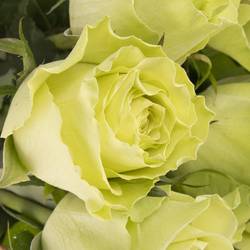 Rose grün Camouflage 60cm 