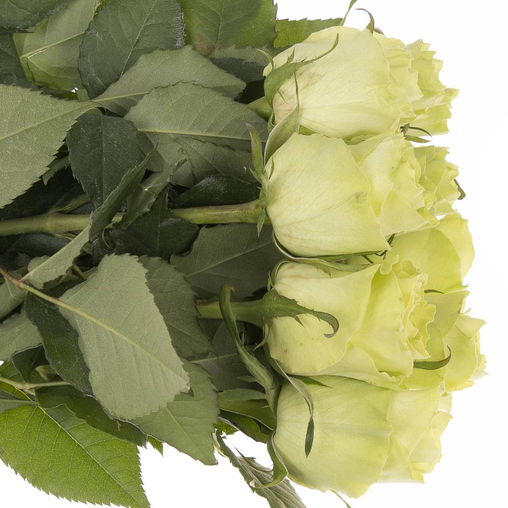 Rose grün Camouflage 60cm 