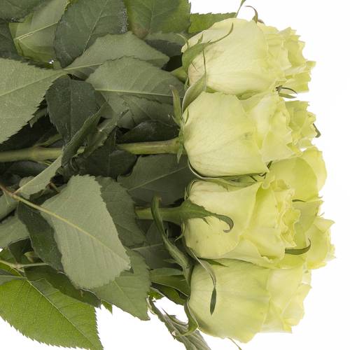 Rose grün Camouflage 60cm 