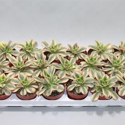 Aeonium Starburst T08 H12