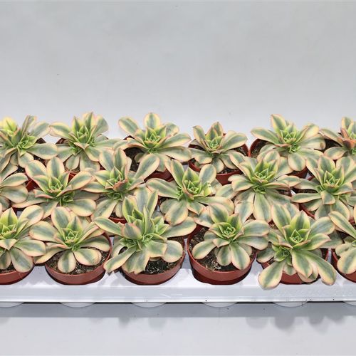 Aeonium Starburst T08 H12