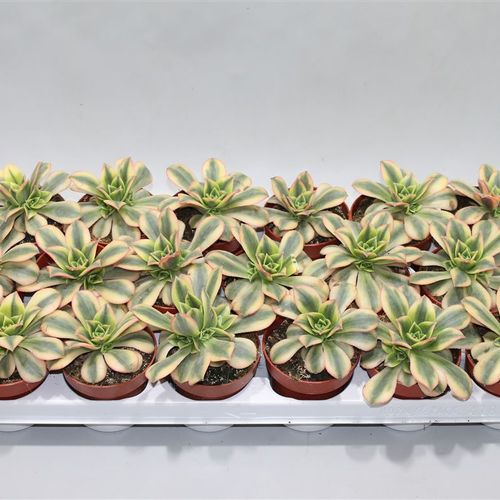 Aeonium Starburst T08 H12
