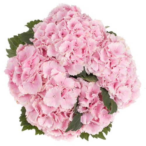 Hortensie rosa Lolly Pop Bol 16cm 60cm