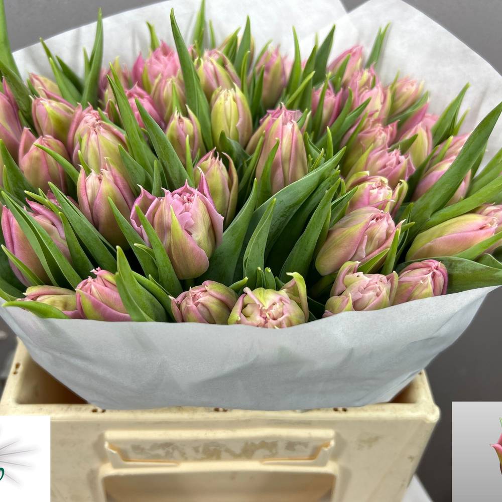 Tulpe rosa Salmon Price 30 Gramm