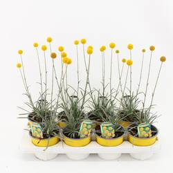 Craspedia gelb Globosa Golf Beauty T13 H038