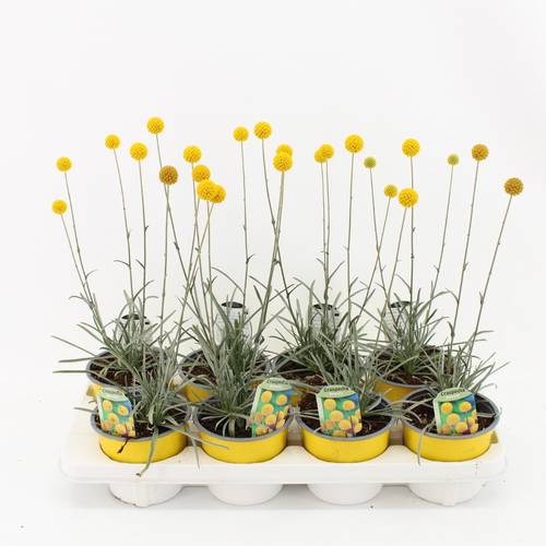 Craspedia gelb Globosa Golf Beauty T13 H038