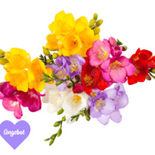 Freesia - FRESIEN 3X30 VALENTIN 20+GRAMM Freesia - FRESIEN 3X30 VALENTIN 20+GRAMM