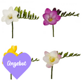 Freesia - FRESIEN 3X30 VALENTIN 20+GRAMM Freesia - FRESIEN 3X30 VALENTIN 20+GRAMM