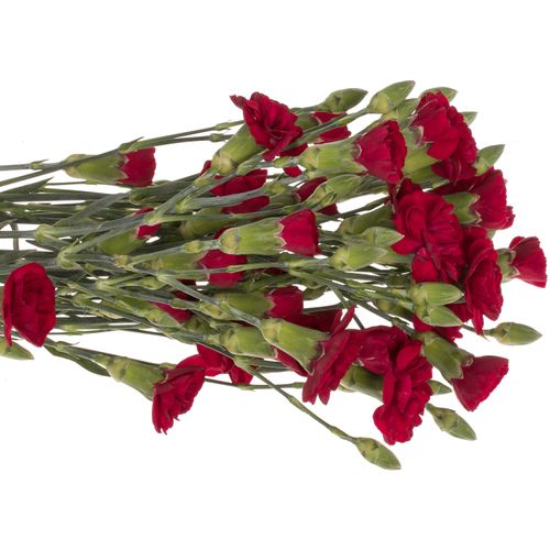 Spraynelke weinrot Robina 60cm