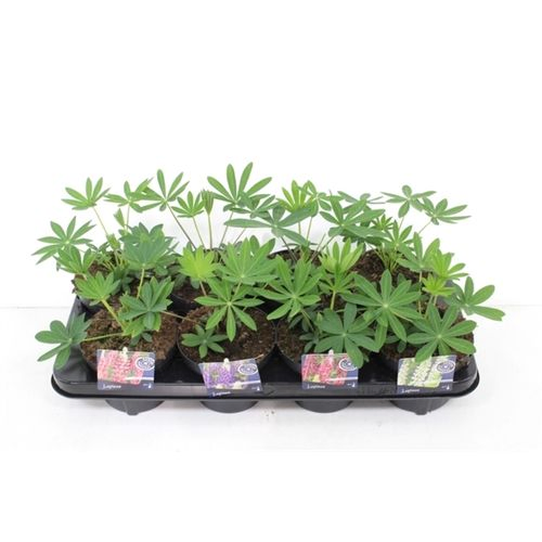 Lupinus mix T13 H40