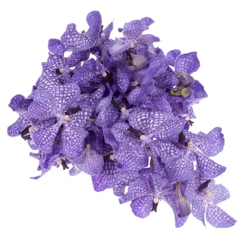 Vanda blau Delft X8 Stiele