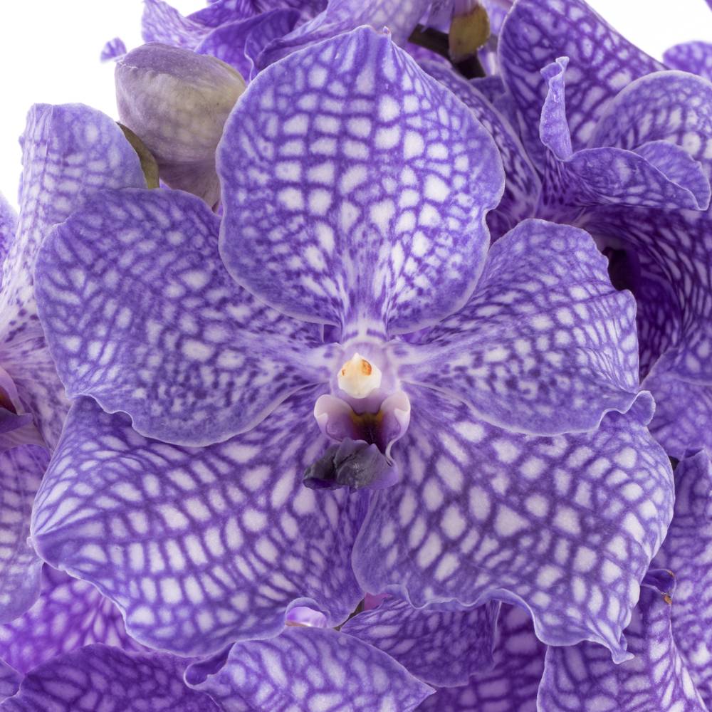 Vanda blau Delft X8 Stiele