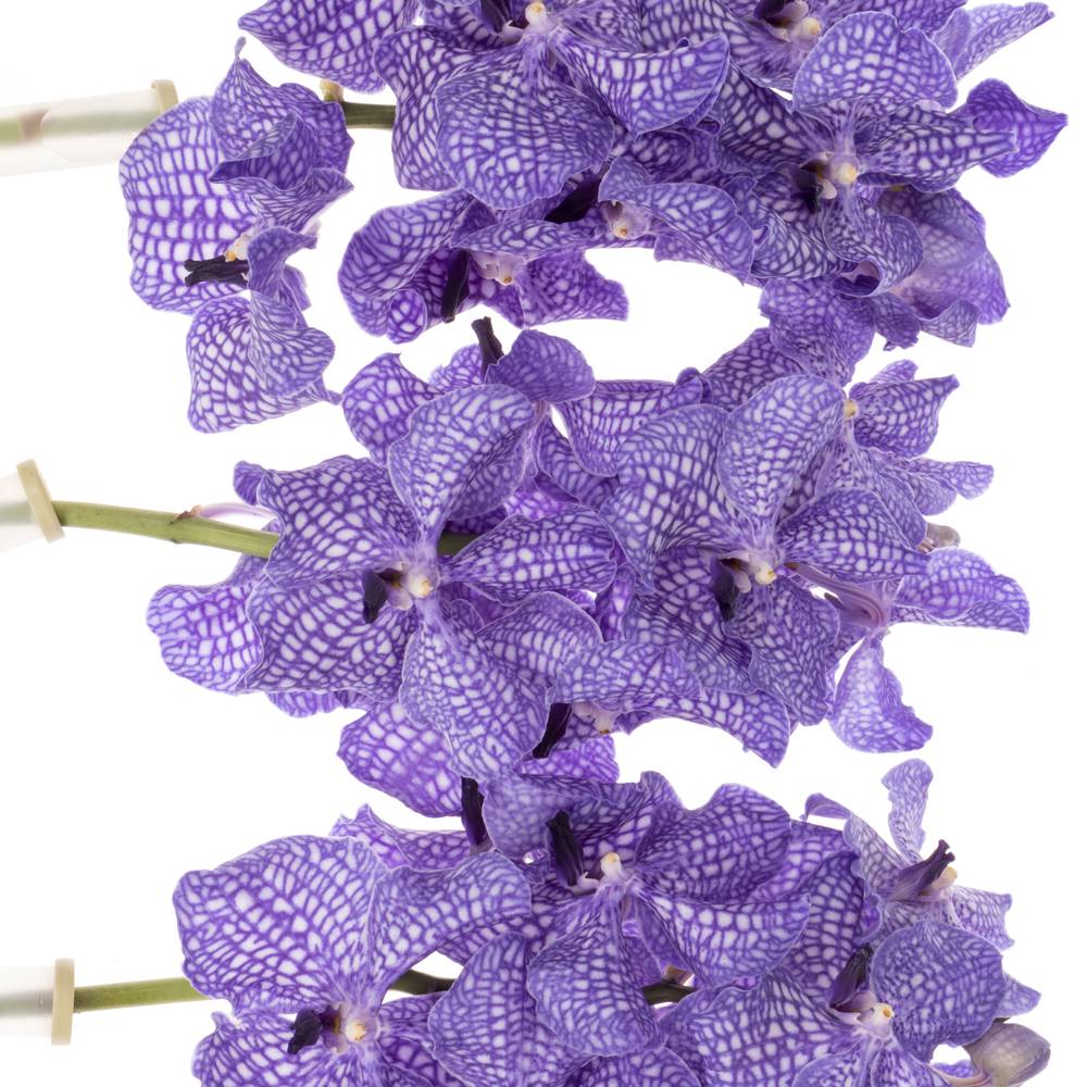 Vanda blau Delft X8 Stiele