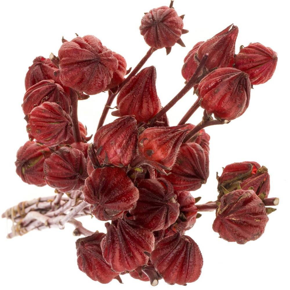 Hibiscus rot Red Star 90cm