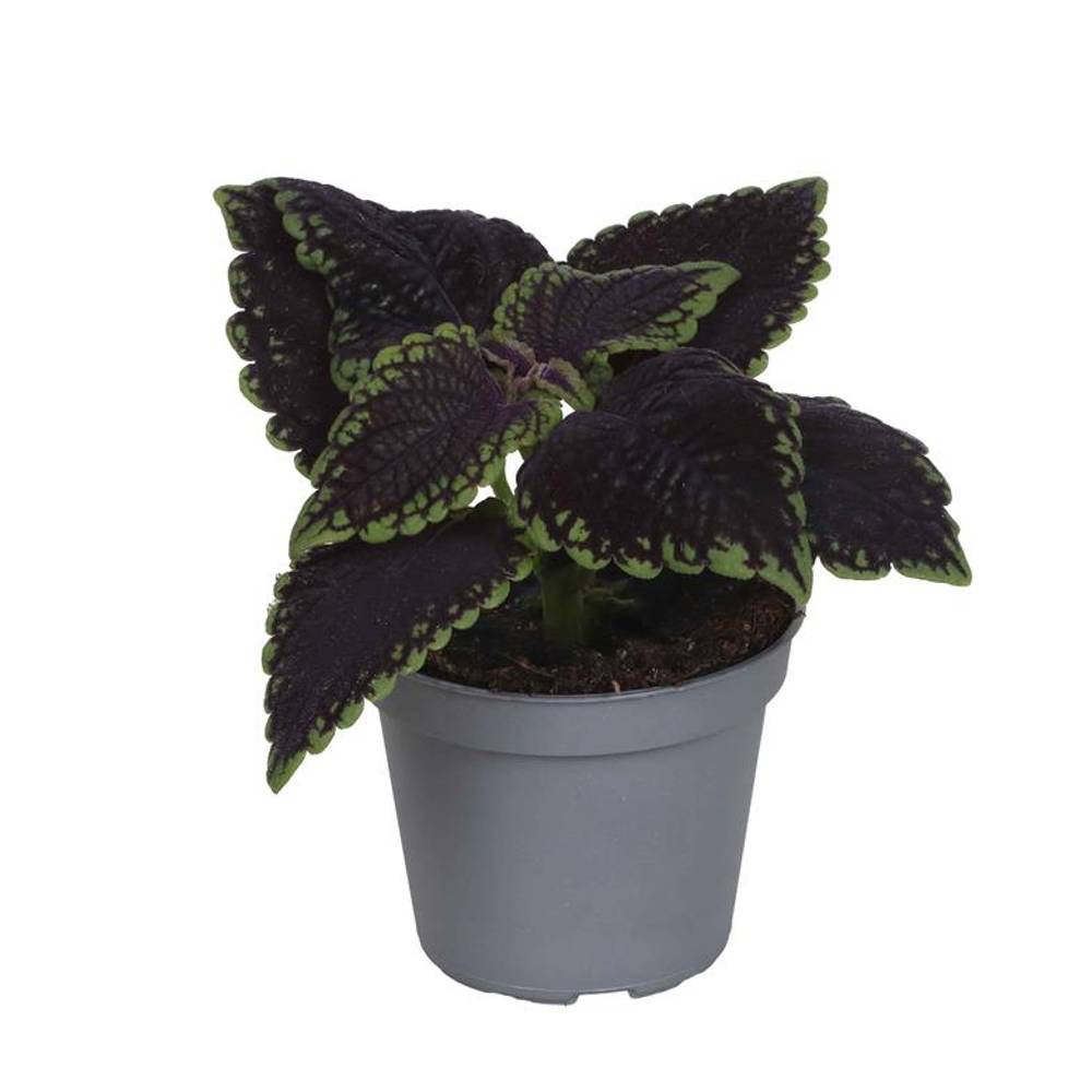 Coleus Blumei Hybrid Abbey Road T06 H010