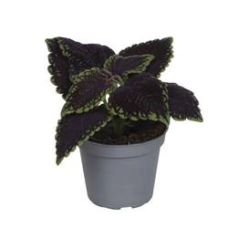 Coleus Blumei Hybrid Abbey Road T06 H010