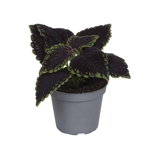 Coleus Blumei Hybrid Abbey Road T06 H010