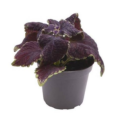 Coleus Blumei Hybrid Abbey Road T06 H010
