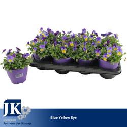 Hornveilchen blau gelb T14 H012